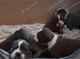 Beautiful old English bulldogs for sale!!!