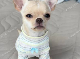 Hi I am selling my little beautiful and very friendly chihuahua