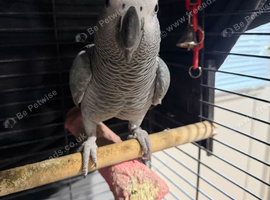 African grey