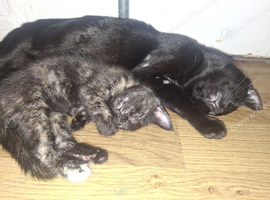 2 FEMALE KITTENS READY NOW.