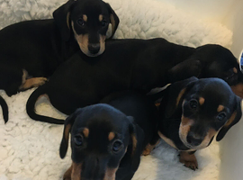 Ready to leave today Miniature dachshund puppies