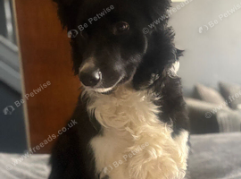 Beautiful collie