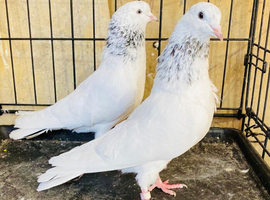 Pakistani Pigeons
