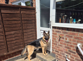 German shepherd