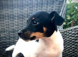 Jack Russell boy puppy