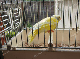 Cock Pied greenfinch for sale