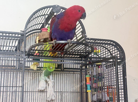 9 month old hand reared female electus