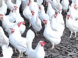 Point of lay chickens