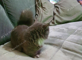 Female munchkin