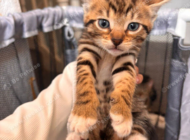 Kitten for sale