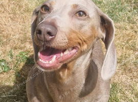 ️ MINIATURE SHORT-HAIRED DACHSHUND PUPPIES - LOOKING FOR THEIR FOREVER HOMES ️