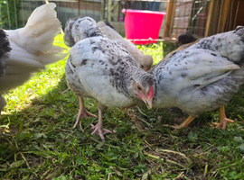 Lacewing x easter egger cockeral