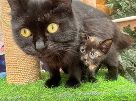 1  TORTIE FEMALE KITTEN LEFT