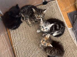 Ragdoll cross