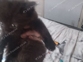 Two lovely black kittens left an there sister's
