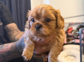 2 handsome male pups left