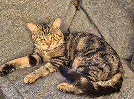 Male cat for rehoming