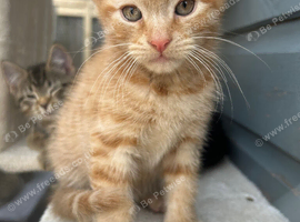 Beautiful kittens