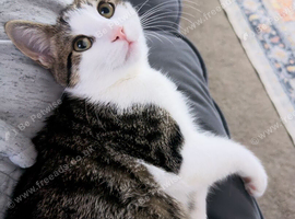 Kitten for rehome