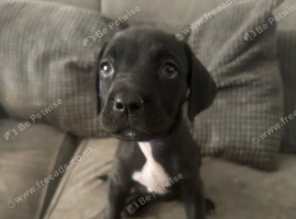 Puppys for sale