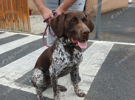 german shorthaired pointer
