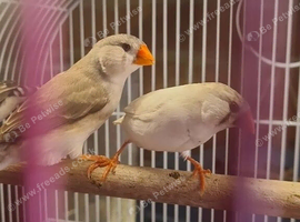 Penguin finch hen