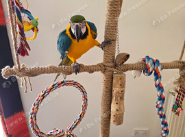 Blue and Gold Macaw. 8 months old. Boy