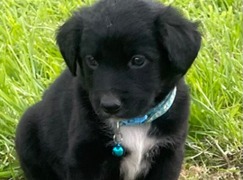Border Collie x Cocker Spaniel Ready Now