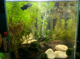 Full setup male betta