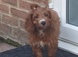 3 red cockerpoo puppys