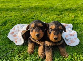Airedale terrier puppies