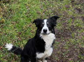 1 Year Old Tri-Colour Border Collie