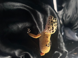 Apollo the leopard gecko and his tank