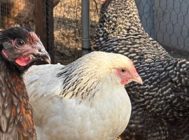 Pol hybrids available