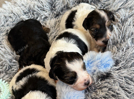 Stunning Health tested f1 jackapoo puppies