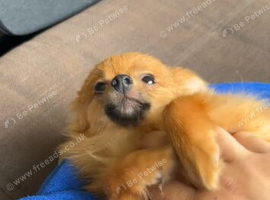 Lovely Pomeranian puppy