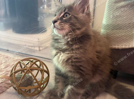 Pedigree tica Maine coon kittens blue tabby boy available