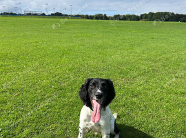 Female English springer spaniel