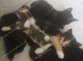 8 week old kittens free