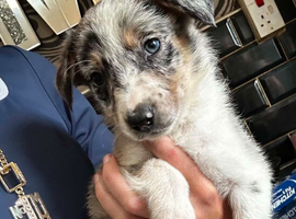 Beautiful male collie puppy