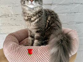 Ready now TICA Maine coon Girls