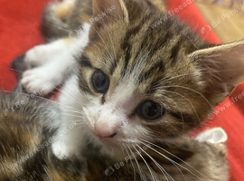 Kitten