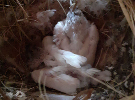 2 pure white baby zebs