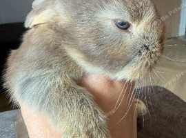 Stunning pure bred French lop babies