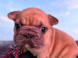 4 stunning French bulldog puppies big rope