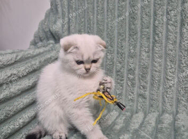 Lovely cat