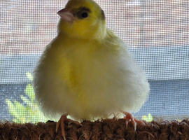 Male Fife Canary for sale