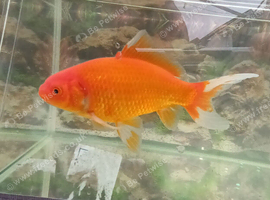 Red comet