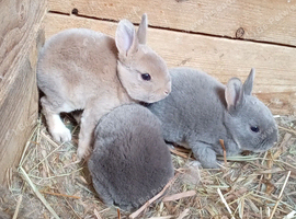 Mini Rex babies