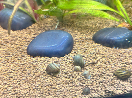 Baby apple snails for sale